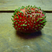 Image 2: A germinating strawberry