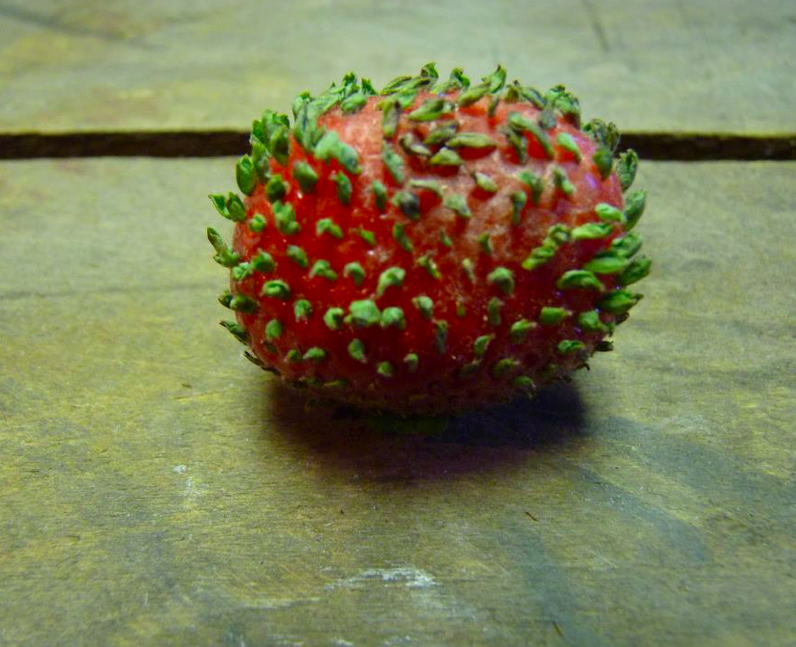 A germinating strawberry