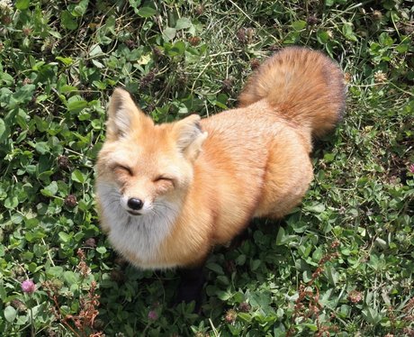 fox looking into the camera