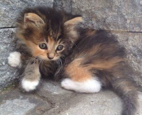kitten sitting down