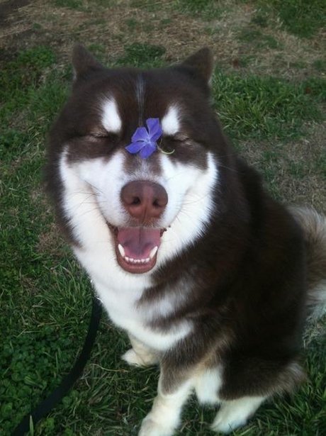 husky with flower on his face
