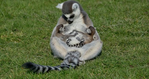 New born lemurs