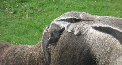 Anteater pup and mum at Cotswold Wildlife Park