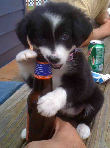 A puppy trying to open a bottle