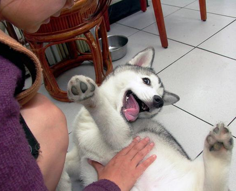 A dog getting its belly rubbed