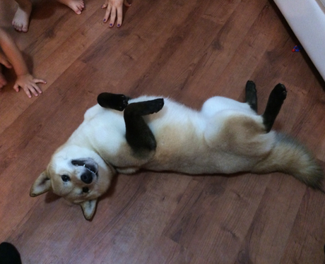 A fox rolling on its back