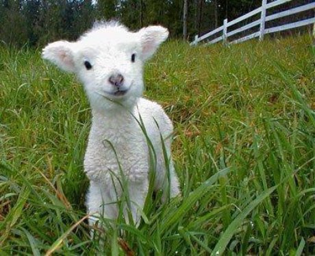 Cutest Pictures Of The Week - 7 April 2014