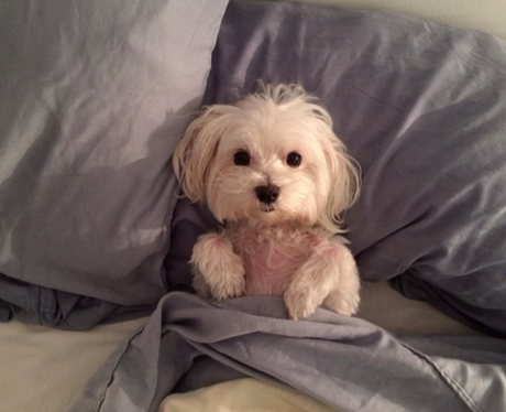 A dog sitting up in bed