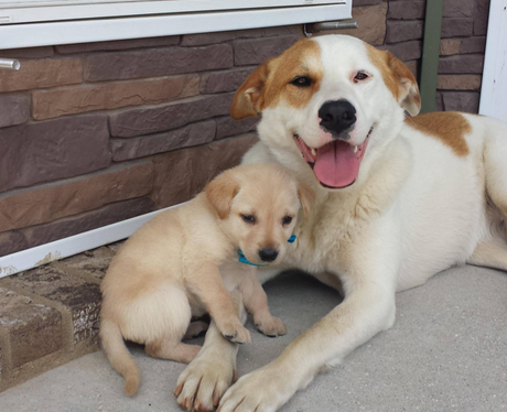 A puppy sitting with a big dog