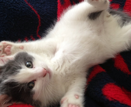 A grey and white kitten