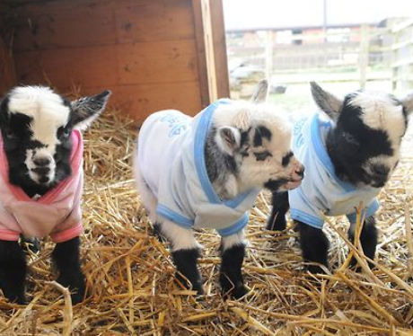 Baby goats in onesies