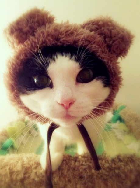 A cat with a hat on