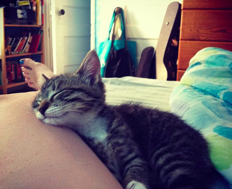 A kitten fast asleep