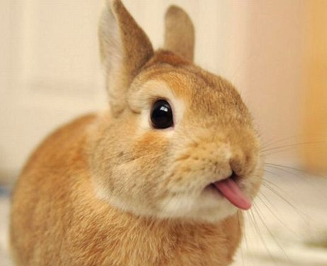 A ginger bunny sticking it's tongue out