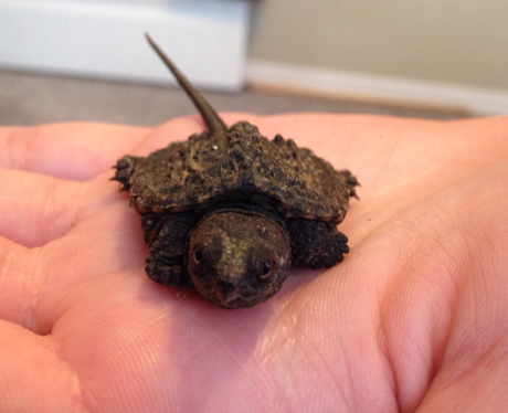 A tiny turtle in a person's hand
