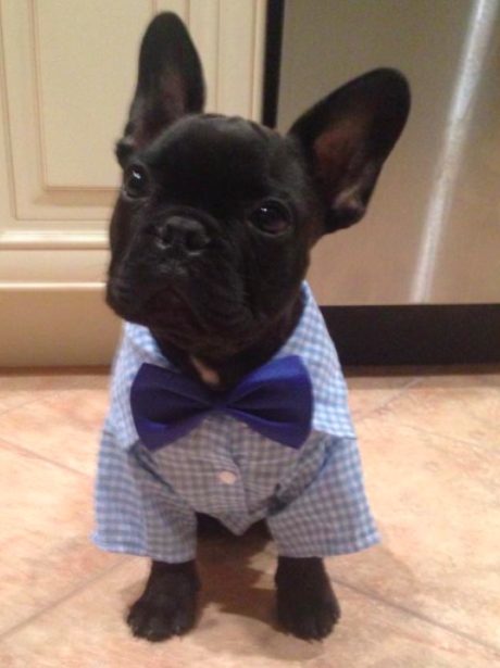A French Bulldog in in a dinner jacket