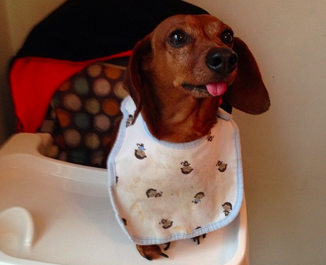 A dog wearing a bib