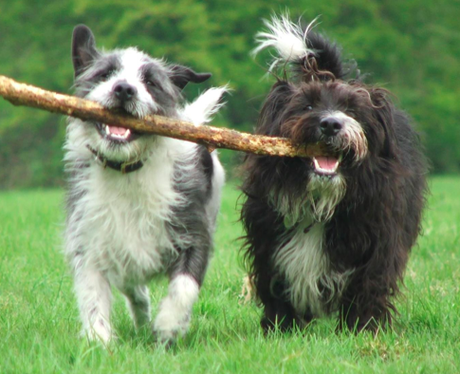 Two dogs playing with a stick