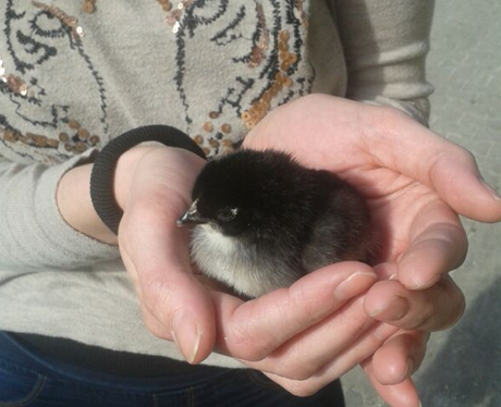 A chick sitting in a person's hand