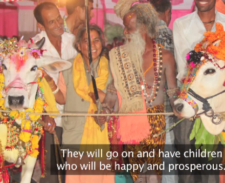 A cow and a bull's wedding