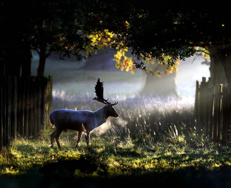 stag in a forest