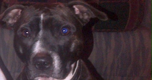 Daisy, the Staffordshire Bull Terrier