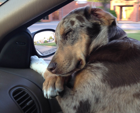 A dog asleep in a car