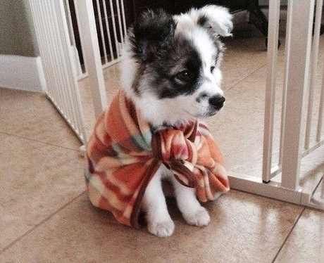 A puppy in a cape