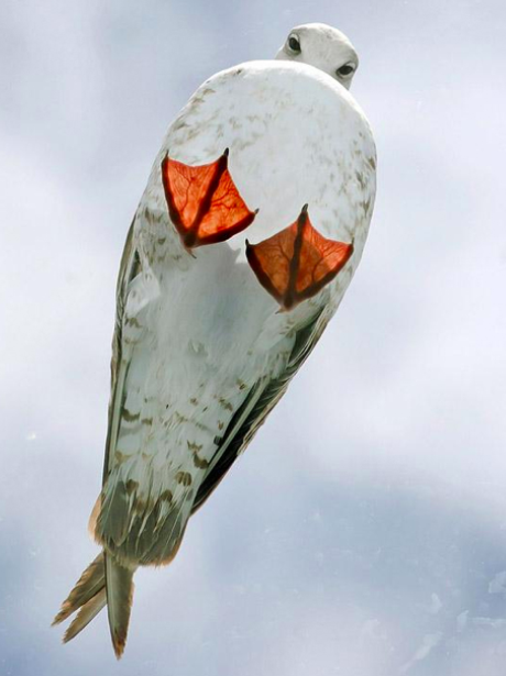A seagull on a glass roof