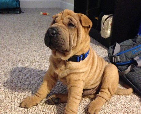 Cutest Pictures Of The Week - 14 May 2014