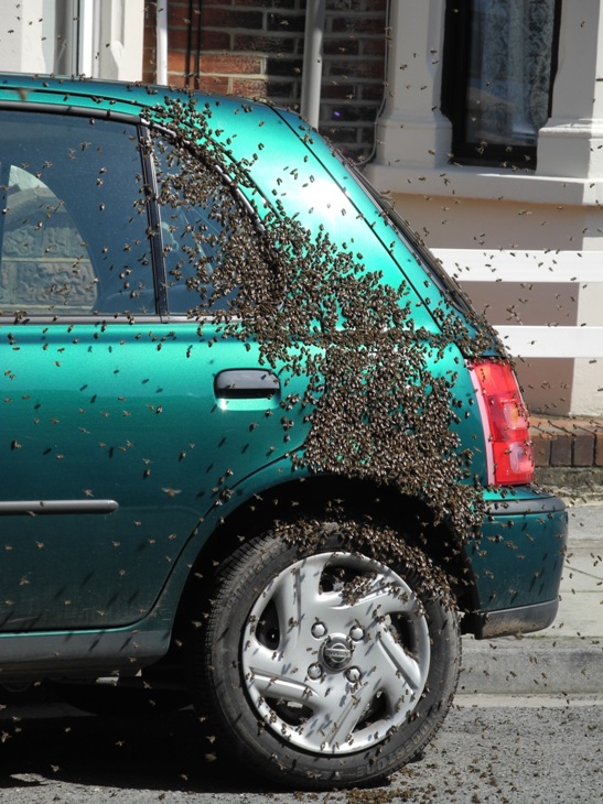 swarm of bees in Southsea