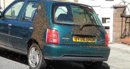 swarm of bees in Southsea