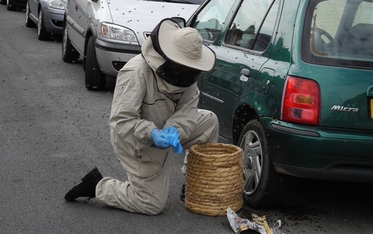 swarm of bees in Southsea