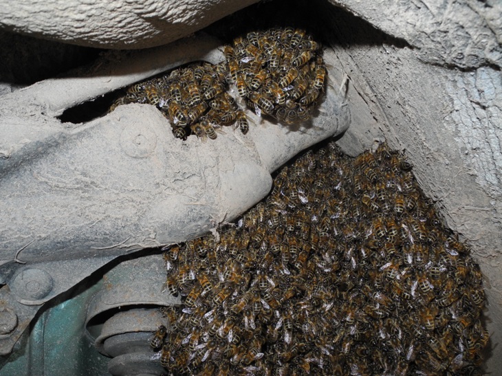 swarm of bees in Southsea