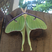 Image 2: A giant green moth