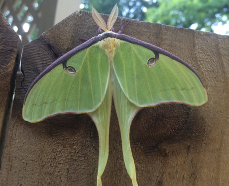 A giant green moth
