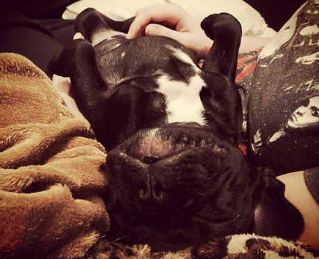 A sleeping dog