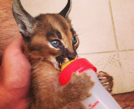 A wild cat drinking from a bottle
