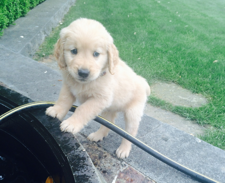 A golden labrador puppy