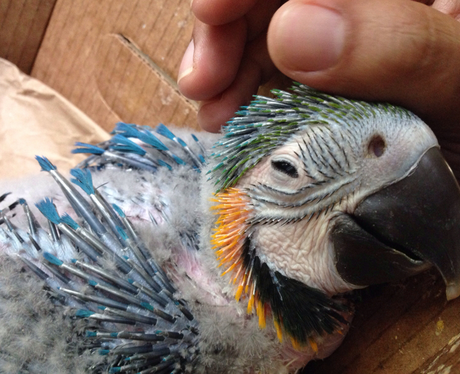 A parrot being stroked