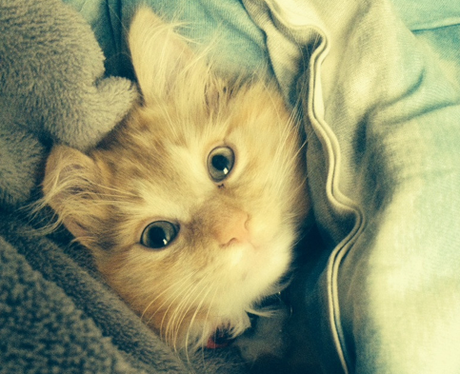 A cat snuggled in a bed