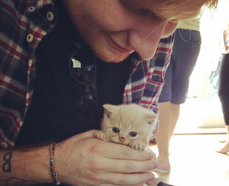 Ed Sheeran holding a kitten