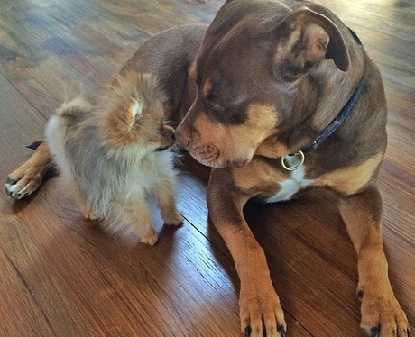 Two dogs touching noses
