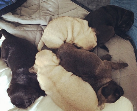 Puppies sleeping on a bed