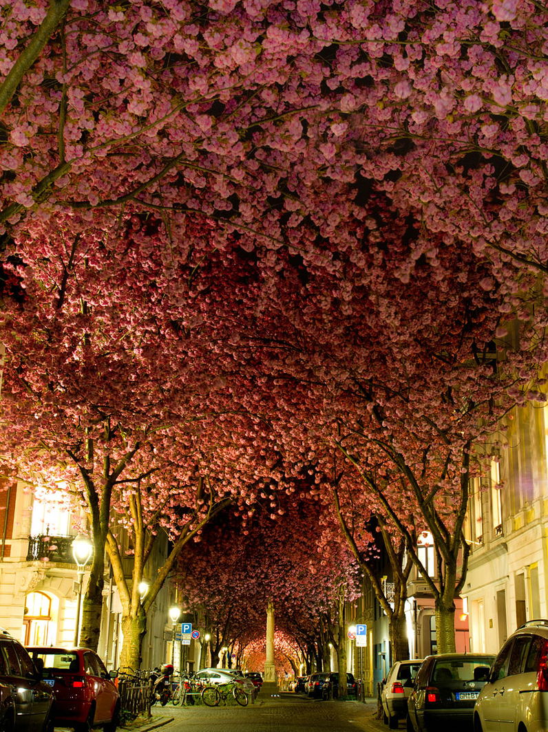 cherry blossom