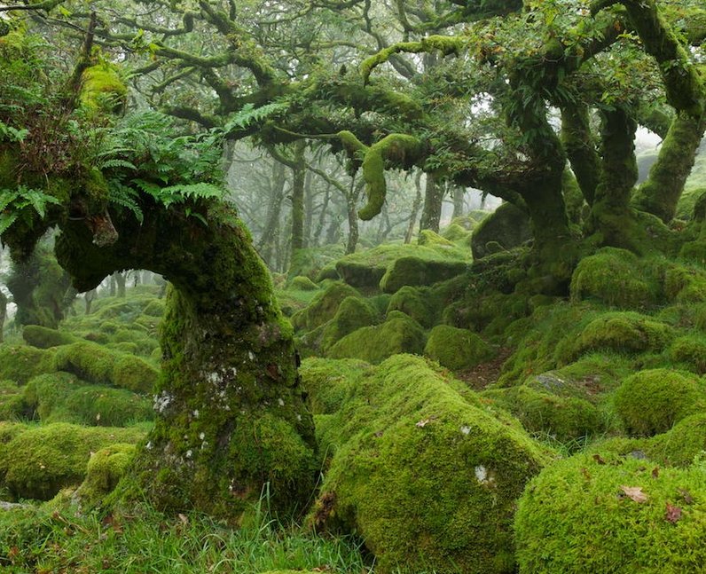 forest