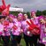 Image 7: Clapham Race For Life 2014