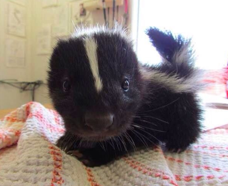 A baby skunk on a bed