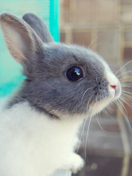 A bunny rabbit