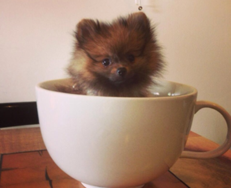 A dog in tea cup